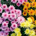 Exportaciones de flor crisantemo reportaron US$163,5 millones en 2021
