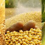 El mercado interno de maíz y soya superan en valor lo que Colombia exporta en café