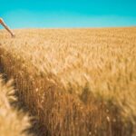 Preocupación: las reservas mundiales de cereales se acercan a mínimos de una década