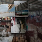 Exportaciones de ganado dinamizan la economía ganadera interna