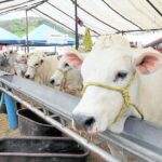 Rusia y Chile, principales destinos de exportación de carne y lácteos