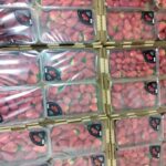 Primera exportación de fresas desde el Puerto de Santa Marta hacia Estados Unidos