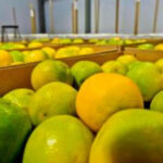 De las frutas que exporta Colombia, 32% son paisas