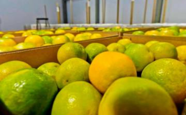 De las frutas que exporta Colombia, 32% son paisas