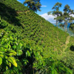 Caen producción y exportaciones de café en un momento de precios altos del grano