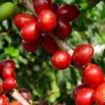 Fuerte caída de la producción y exportación de café colombiano durante septiembre