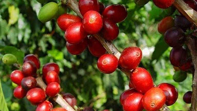 Fuerte caída de la producción y exportación de café colombiano durante septiembre