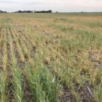 Por la sequía y las heladas se perderían exportaciones de trigo por más de USD 400 millones