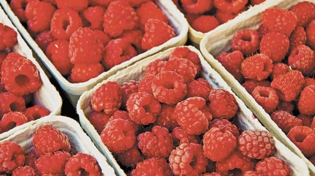 Exportación de frutillas como berries y arándanos aumentó 8.78% en el primer semestre de 2022: Sader