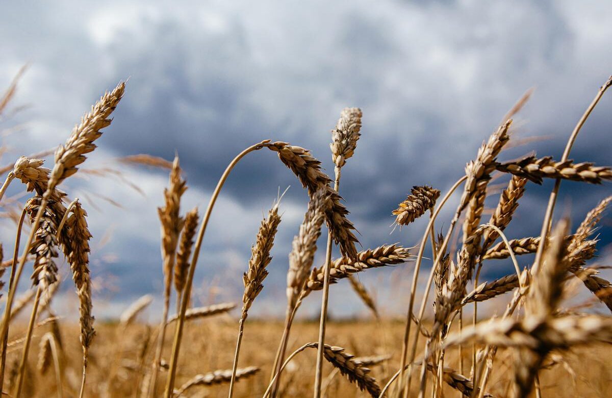 ¿Por qué el acuerdo del grano entre Rusia y Ucrania es vital para el mundo?