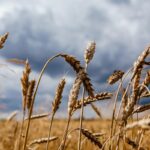¿Por qué el acuerdo del grano entre Rusia y Ucrania es vital para el mundo?