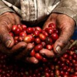 En Colombia disminuyó un 12 % la producción de café