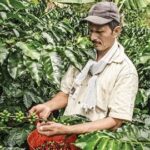 Cayó la producción de café en Colombia: la Federación Nacional de Cafeteros hace un llamado urgente a caficultores