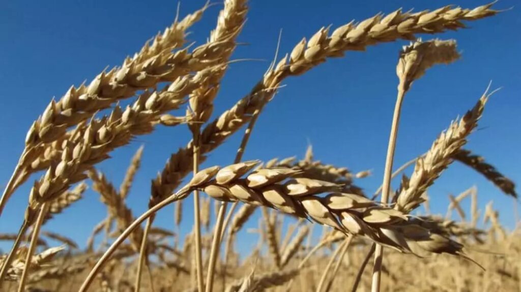 Rusia vincula la ampliación del acuerdo del mar Negro a liberar sus exportaciones de grano