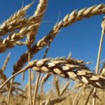 Rusia vincula la ampliación del acuerdo del mar Negro a liberar sus exportaciones de grano