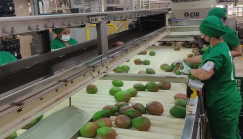 Colombia envió un cargamento de más de 20 toneladas de mango fresco hacia Estados Unidos desde el Puerto de Santa Marta