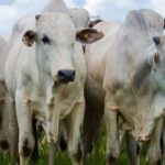 El sector ganadero fortalecerá la producción nacional de carne para reducir las importaciones