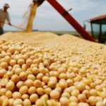 Soja: se acentuó la primarización de las exportaciones (regreso del diferencial revertiría tendencia)