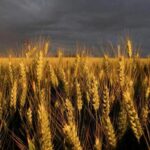 Exportaciones de trigo blando de la UE alcanzan 16,97 millones de toneladas en 2022/2023