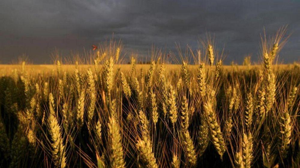 Exportaciones de trigo blando de la UE alcanzan 16,97 millones de toneladas en 2022/2023