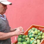 Exportaciones de limón Tahití a EE. UU. subieron en 170 %