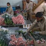 Flores colombianas ya empiezan a llegar a los mercados internacionales por motivo de San Valentín