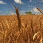 Estados Unidos vendió 150.000 toneladas de maíz a Colombia y los precios subieron