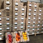 CLASIFRUIT, PRIMERA COMPAÑÍA EN ENVIAR PIMENTÓN HACIA EL MERCADO DE ESTADOS UNIDOS