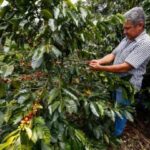 Ni la producción cafetera ni las exportaciones del grano se recuperan todavía