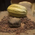 La producción del cacao en Colombia se disminuyó un 10 % en 2022