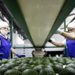 Aguacate colombiano también va por una mejor posición en el Super Bowl