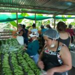 Colombia: Banano, Lima Tahití y Gulupa entre las frutas más exportadas