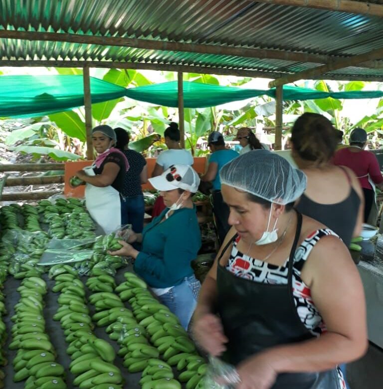 Colombia: Banano, Lima Tahití y Gulupa entre las frutas más exportadas