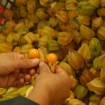La exportación de uchuva viene en franca recuperación