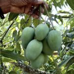 Primera exportación de mango de azúcar colombiano a EE.UU.