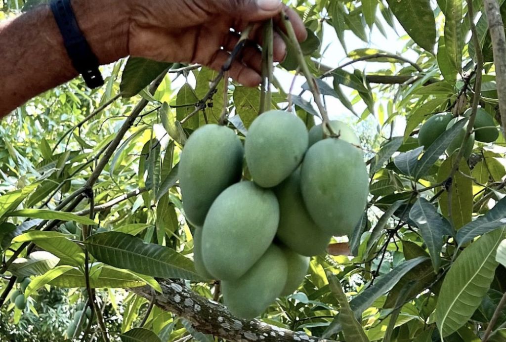 Primera exportación de mango de azúcar colombiano a EE.UU.