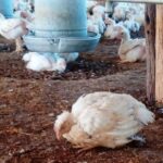 Gripe Aviar: el Gobierno suspende exportación de productos avícolas por primer caso en aves de corral