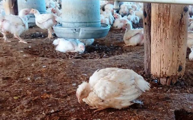 Gripe Aviar: el Gobierno suspende exportación de productos avícolas por primer caso en aves de corral