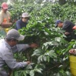 Exportaciones cafeteras registraron cifras en rojo en el primer bimestre