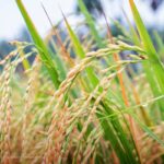 TLC con Estados Unidos: arroceros colombianos deben prepararse para las importaciones ilimitadas y sin arancel: Induarroz
