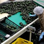Perú, Colombia y Kenya serán grandes exportadores de palta en el 2030