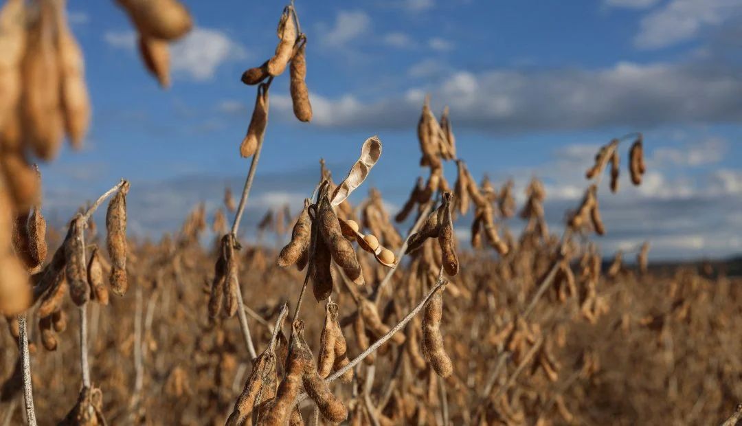 Precios de soja caen en bolsa ante datos de exportaciones globales y siembra en ee.uu.