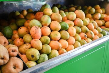 Más de 300 campesinos del Magdalena están detrás de exportación de mango de azúcar a EE.UU