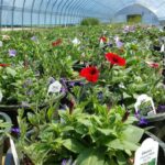 Arranca con buenos números las exportaciones de plantas vivas, mientras caen las ventas de flor cortada