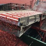 EE.UU.: Exportaciones de arándanos rojos suben en 80%