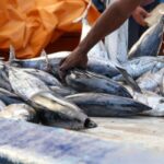 Venezuela aumentó un 54 % la exportación de pescados en el primer cuatrimestre de 2023