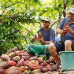 Cacao, a sacarle jugo al mercado de exportación