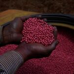 ¿Cómo impacta a América Latina el fin del acuerdo de exportación de granos del mar Negro?
