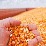 A pesar de tener 16 millones de hectáreas aptas para sembrar maíz, Colombia importó 6,5 millones de toneladas en 2022