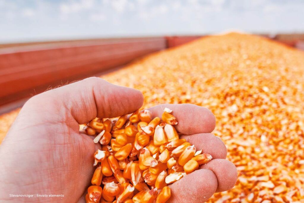 A pesar de tener 16 millones de hectáreas aptas para sembrar maíz, Colombia importó 6,5 millones de toneladas en 2022